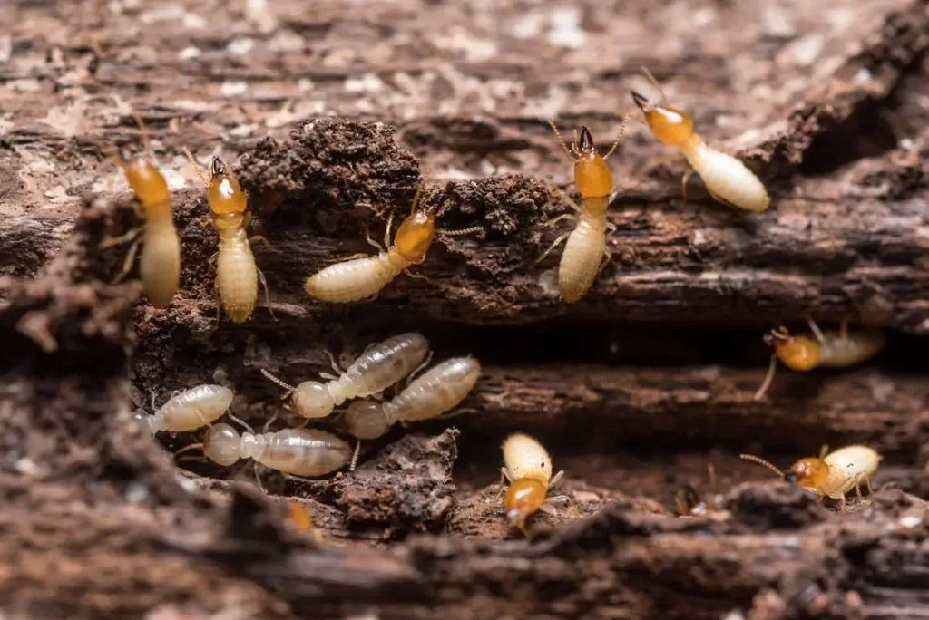 termite control services
